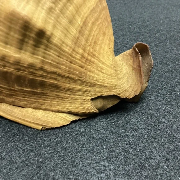 Rare XL Vintage Florida SEA SHELL. HISTORY ARTICLE TOO HELMET SHELL OLD !!! - Picture 4 of 11